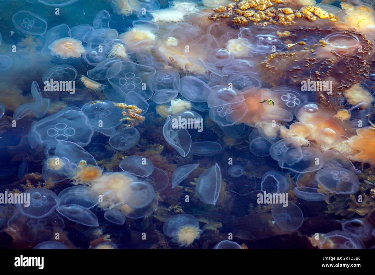 Moon jellyfish (Aurelia aurita) and a few Lion's mane jellyfish (Cyanea capillata) have gathered at the shores of south-western Norway in June. Stock Photo