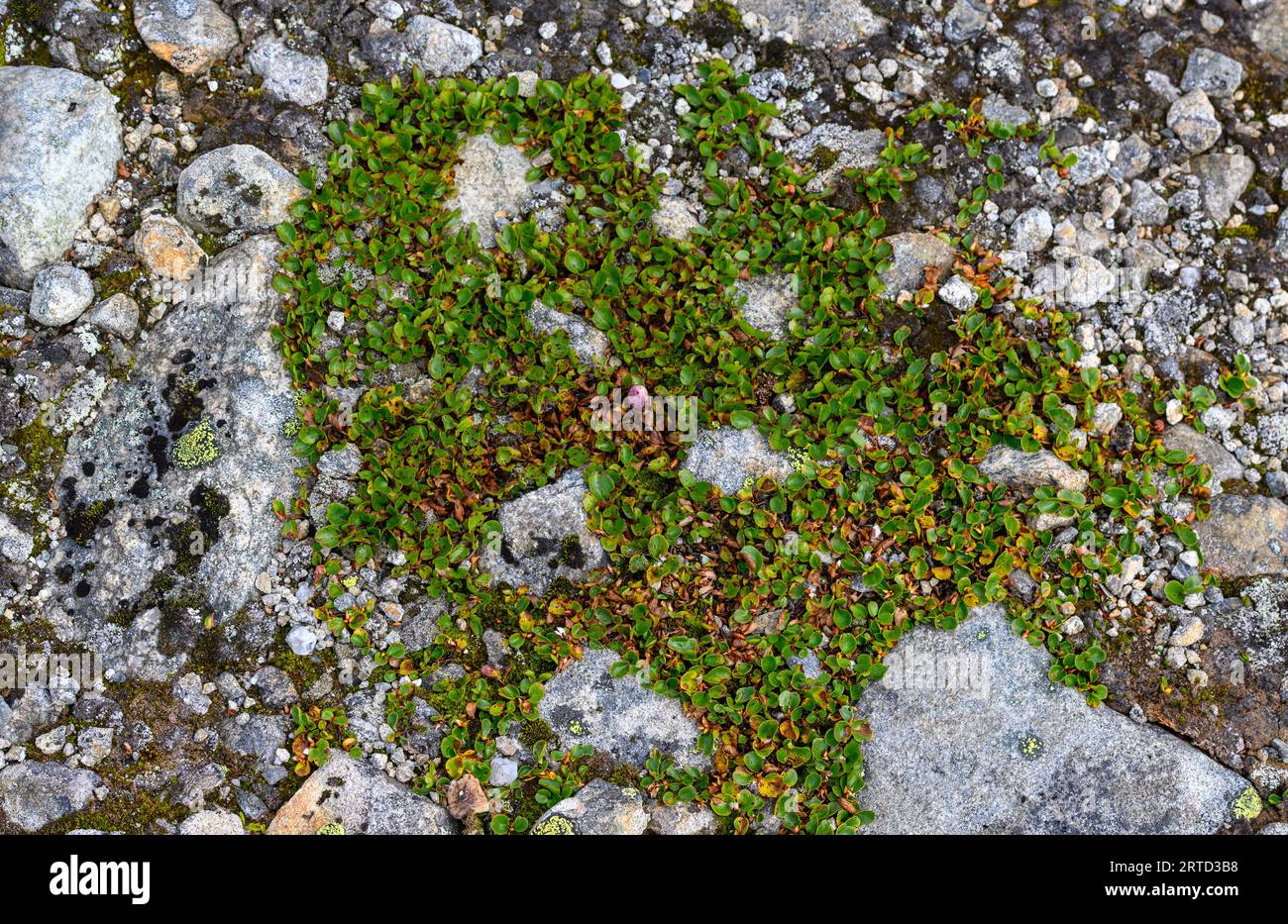 Dwarf Willow (Salix herbacea) from Aurlandsfjellet (Hardamngervidda, Viken) Norway in September. Stock Photo