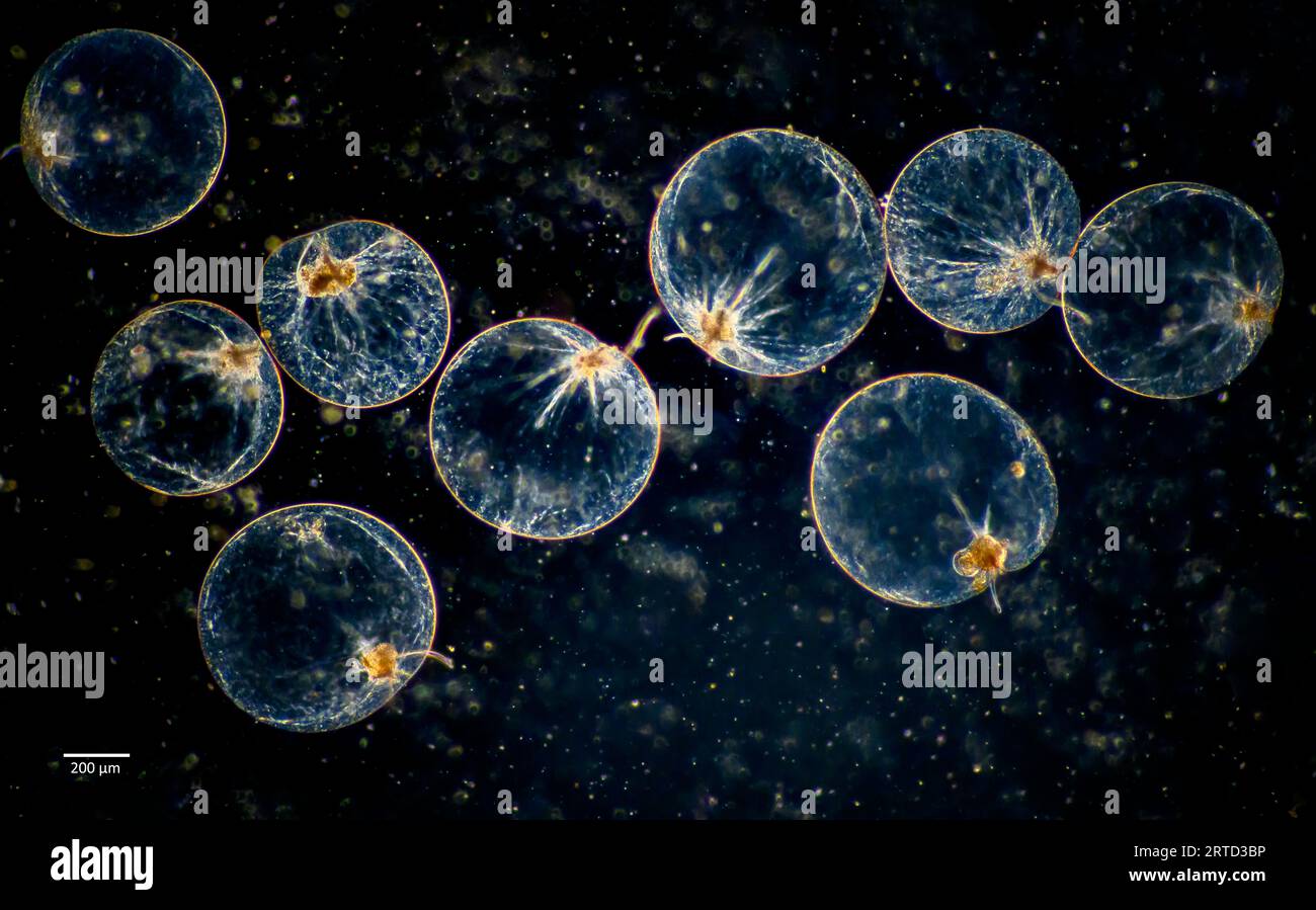 The bioluminescent dinoflagellates Noctiluca scintillans sampled from coastal water off Hidra (Agder, Norway) in September. Stock Photo
