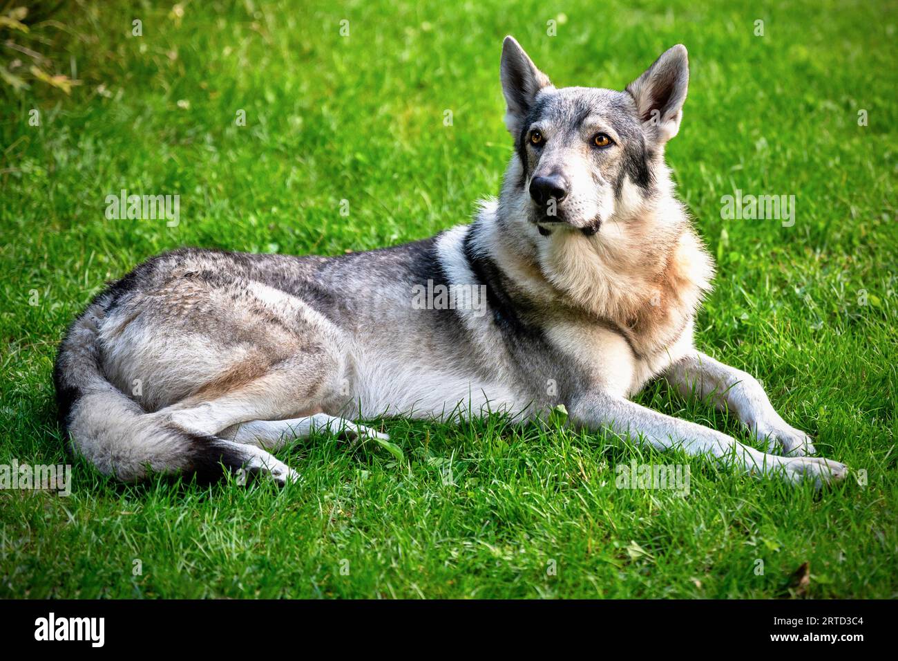 Adult young dog, Czechoslovak wolfdog in green grass. Working and persistent dog, beautiful appearance. Stock Photo