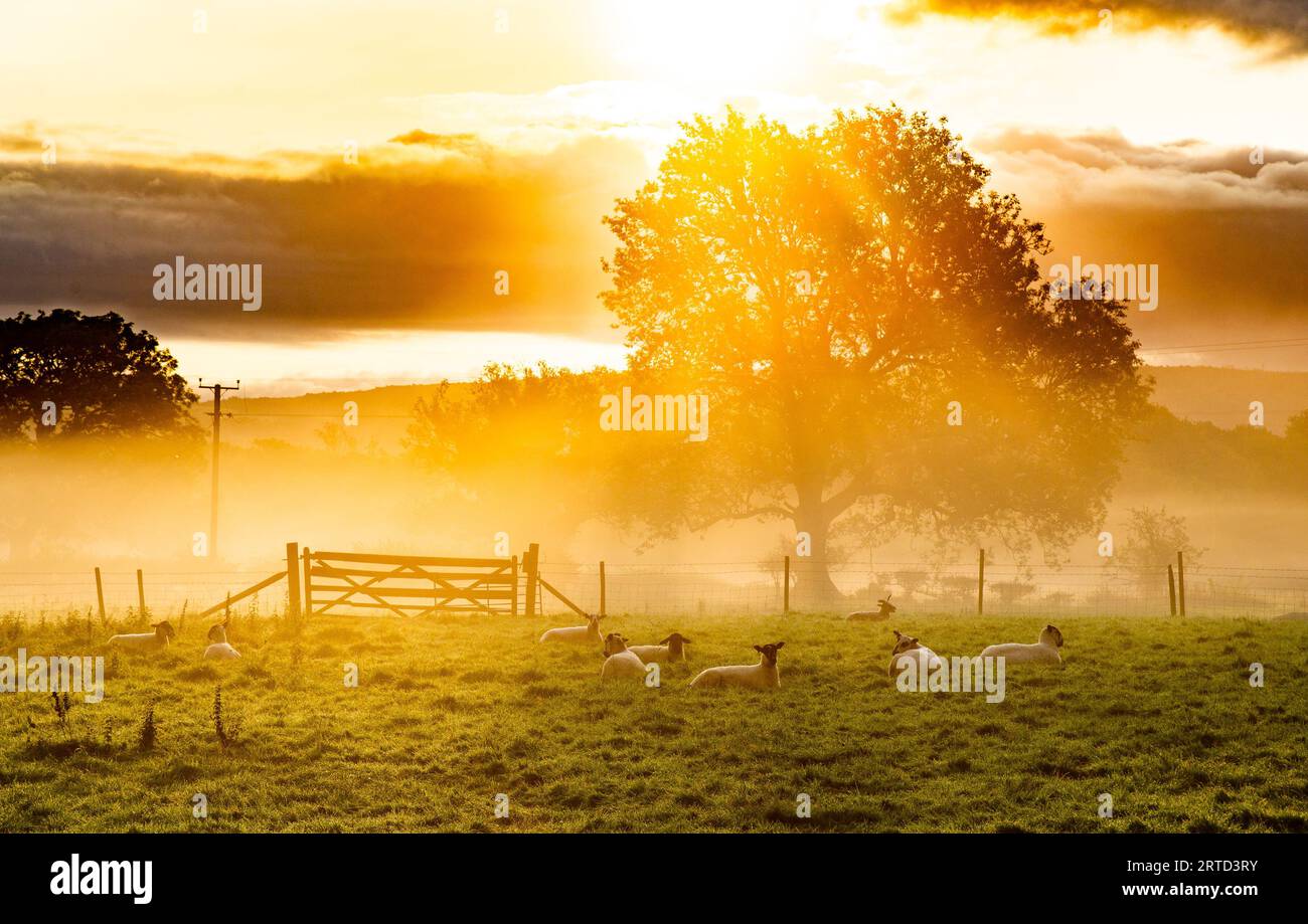 Sunrise on a misty morning, Milnthorpe, Cumbria, UK Stock Photo