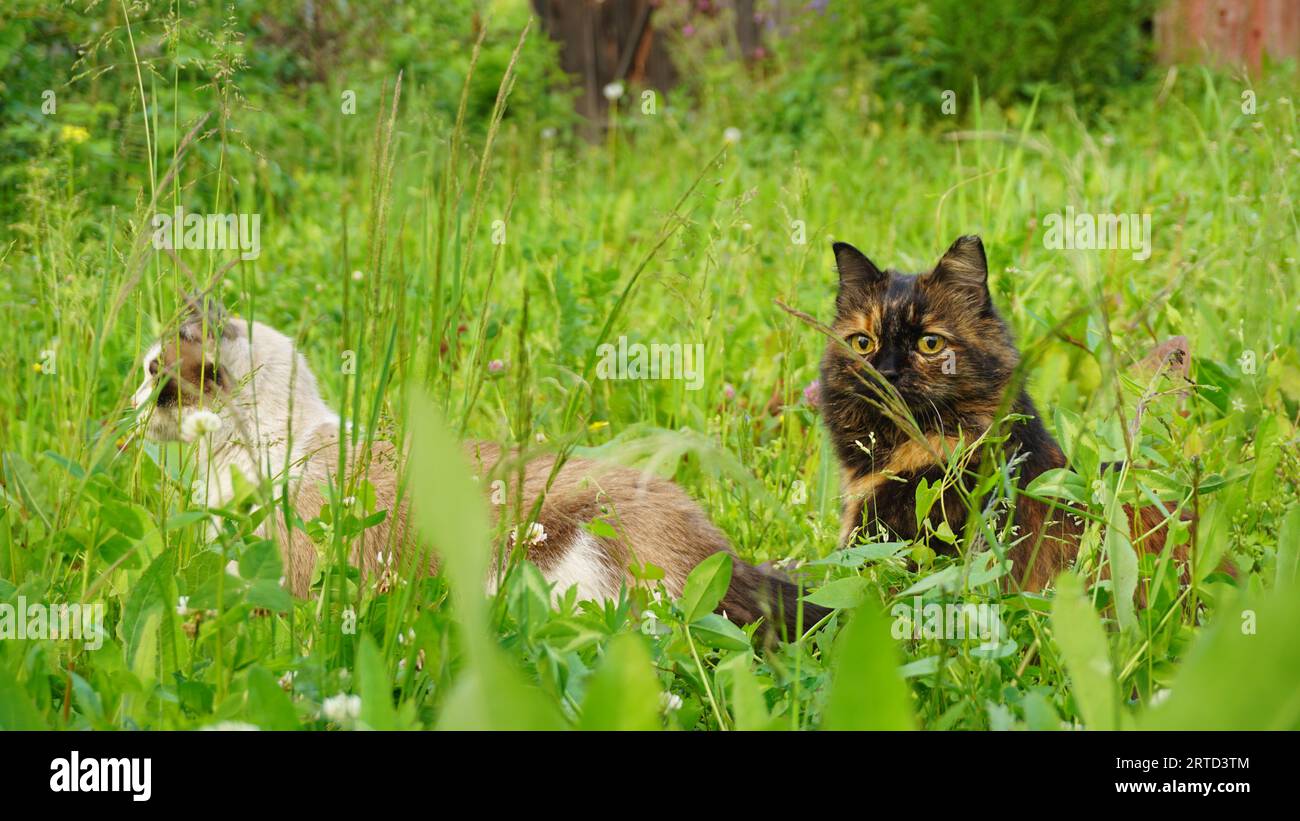 Two smaller cats hi-res stock photography and images - Alamy