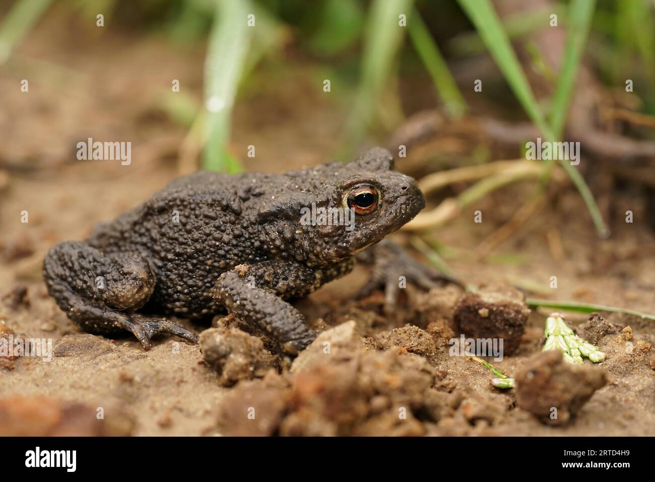 Natural full animal closeup on a brown male European common toad , Bufo bufo sitting on the ground in the garden Stock Photo