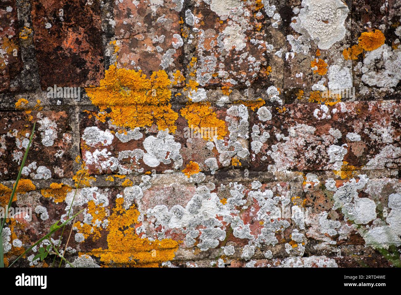 old brick or stone wall on a building covered in lichen and mould. yellow and white mould spores on an old building wall. Stock Photo