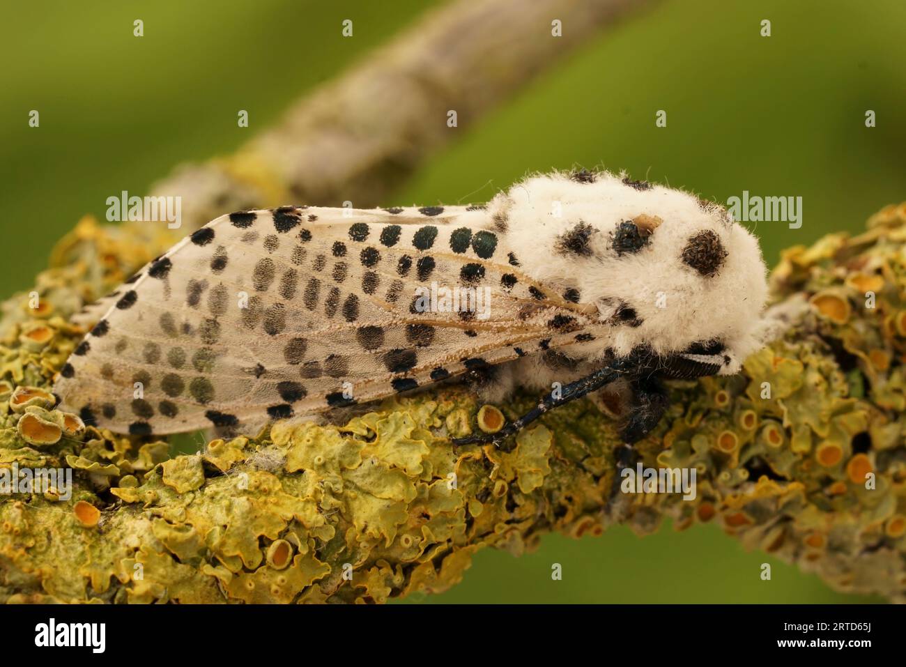 Natural detailed closeup on the Leopard Moth, Zeuzera pyrina, sitting on a lichen covered twig Stock Photo