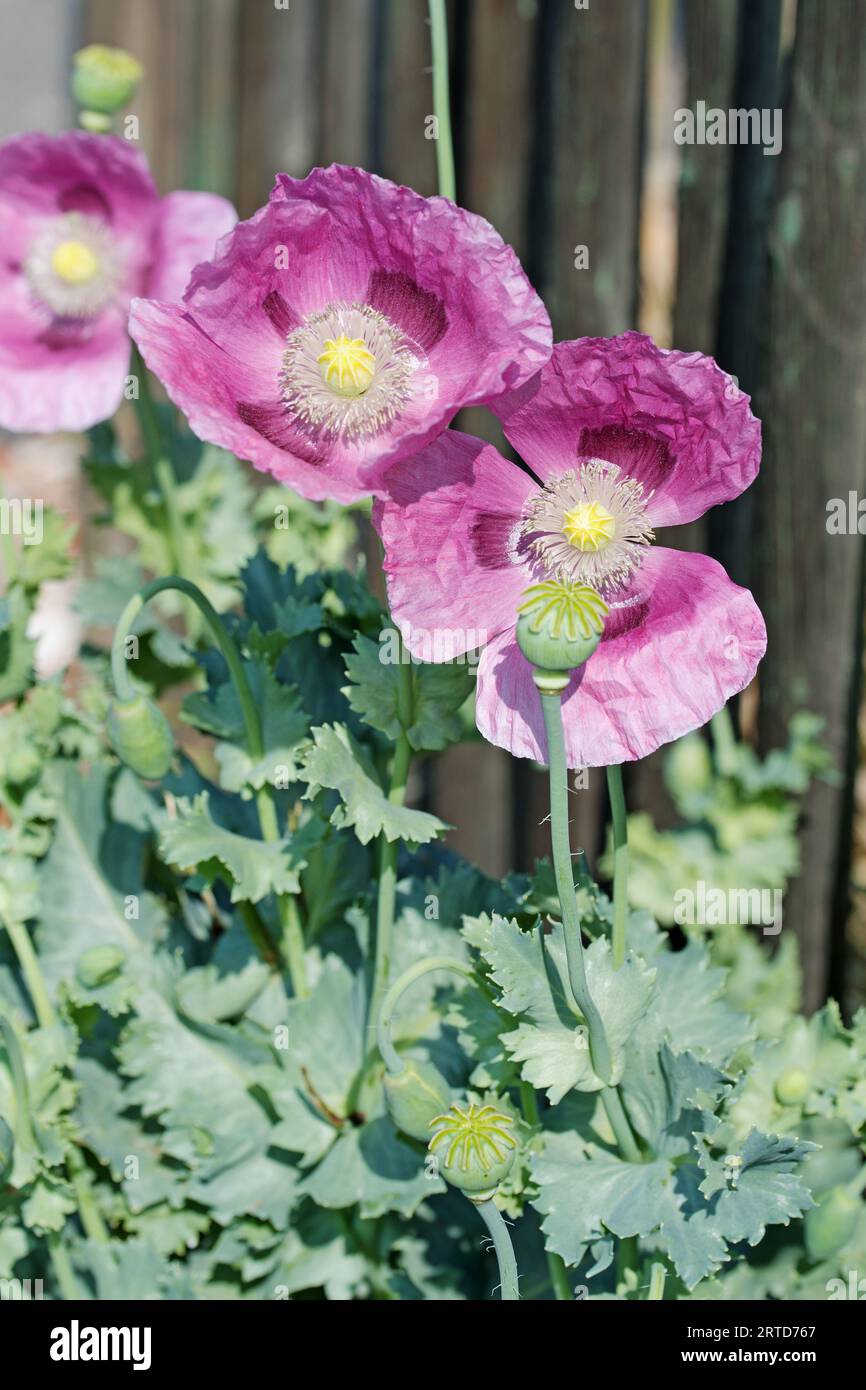 Flowering opium poppy, Papaver somniferum, in spring Stock Photo - Alamy