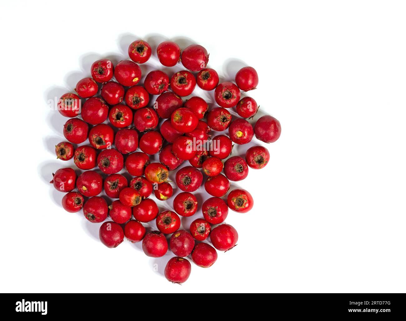 Hawthorn fruits against a white background Stock Photo