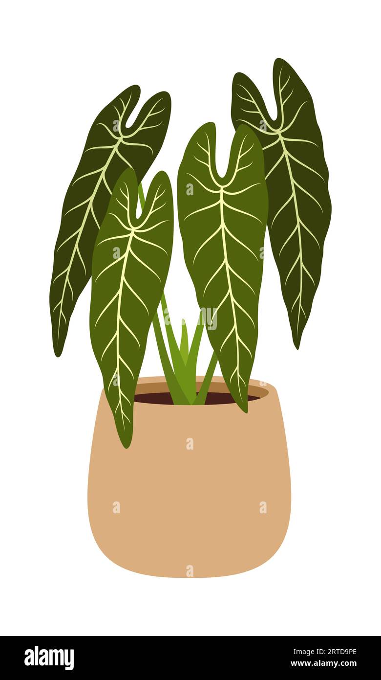 Pot with Philodendron melanochrysum. Isolated vector plant species with