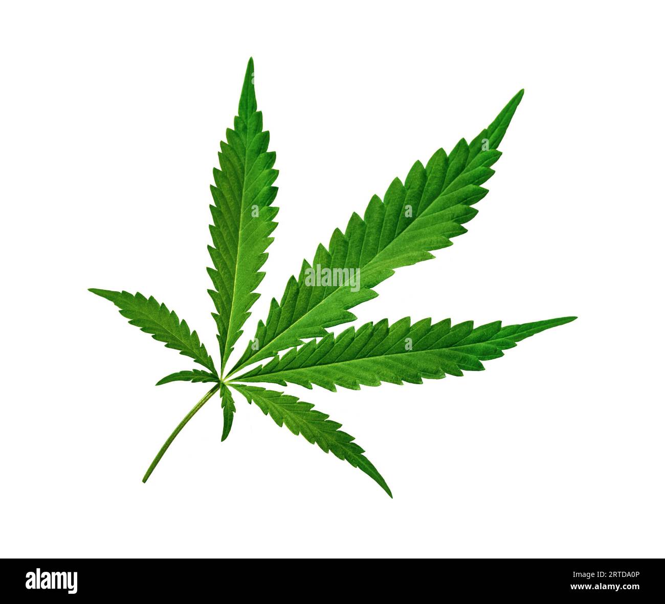 Cannabis leaf cut out on white background Stock Photo