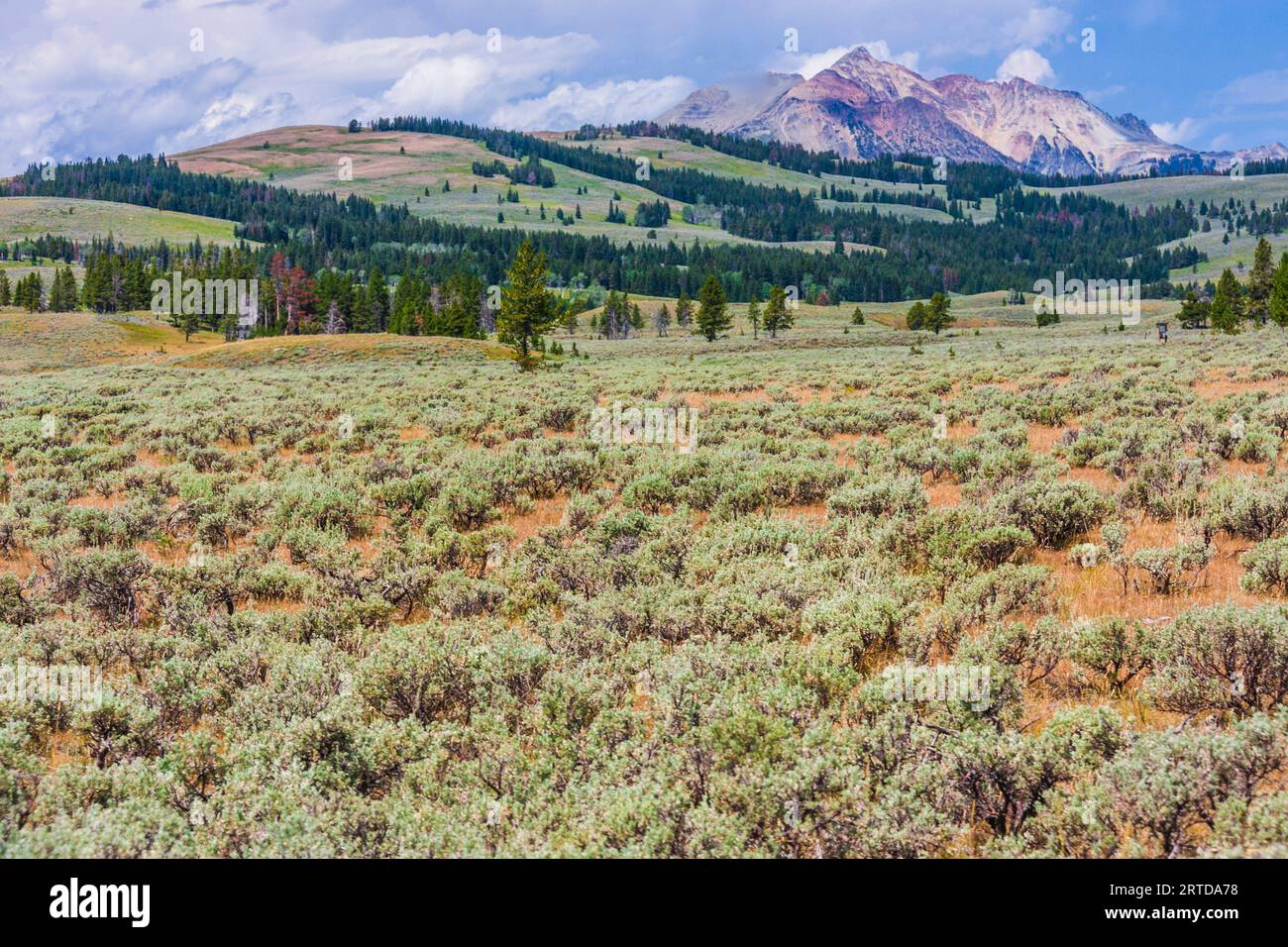 Sagebrush and native grass meadow with view of Gallatin Mountain Range near Mammoth Hot Springs in Yellowstone National Park in Wyoming. Stock Photo