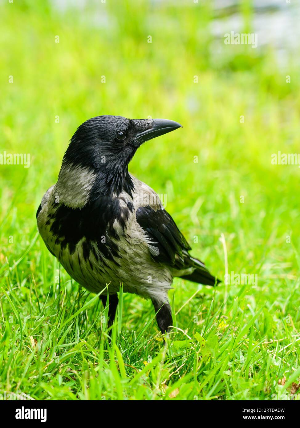 ADW: Corvus frugilegus: INFORMATION