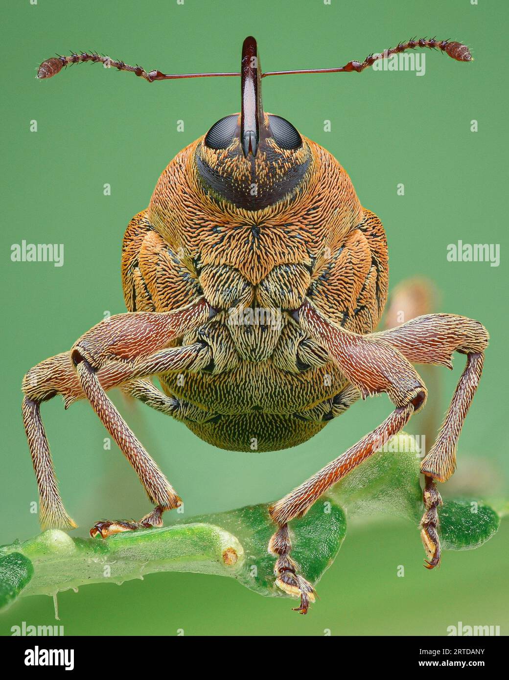 Symmetrical Portrait Of A Weevil With Brown Scales And A Long Proboscis 