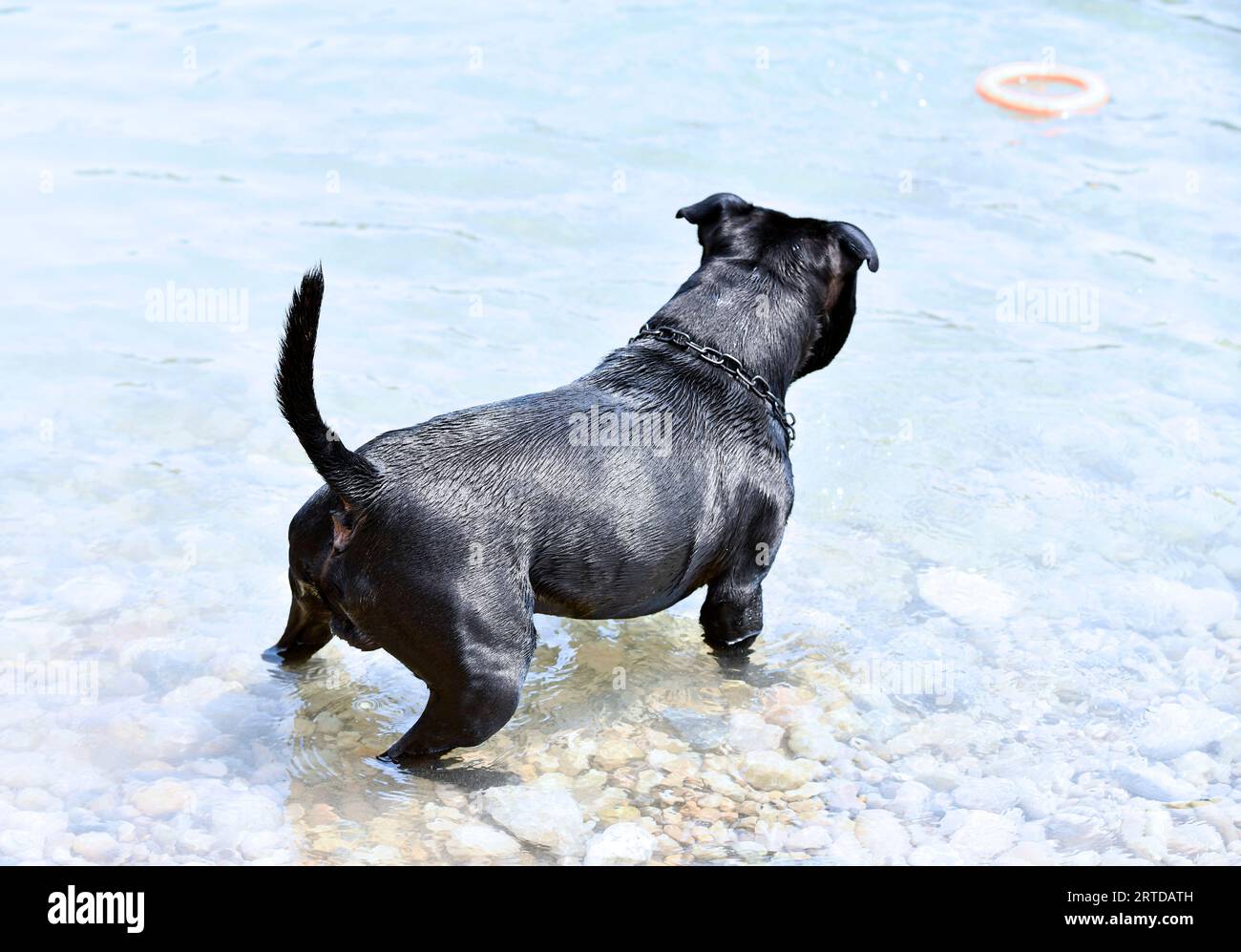 young staffie swimming in a river in summer Stock Photo