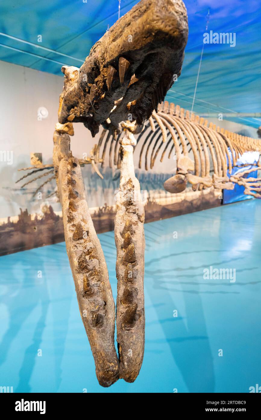 2023 canada manitoba morden mosasaur dinosaur fossil skull bone hires stock photography and