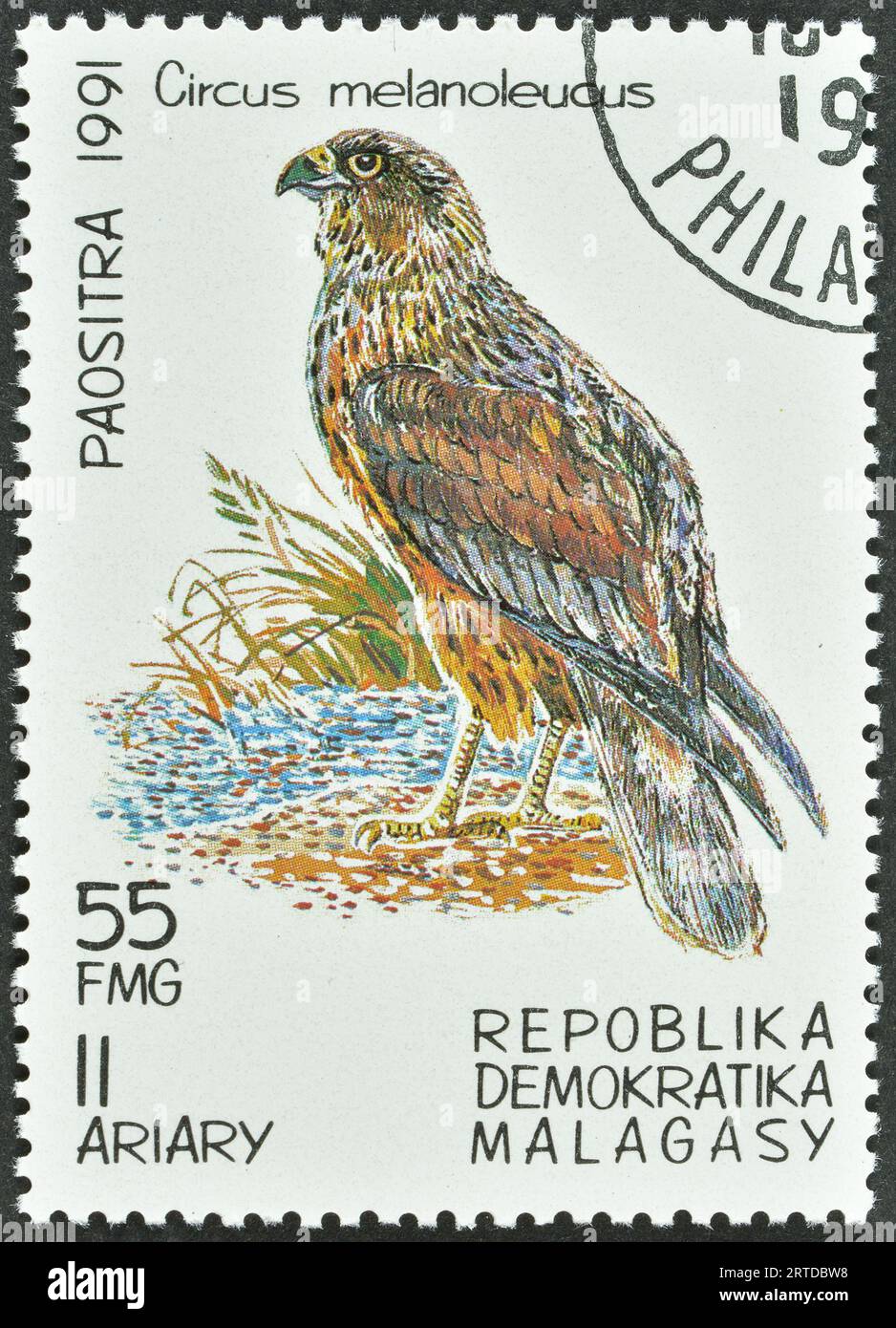 Cancelled postage stamp printed by Madagascar, that shows Pied Harrier (Circus melanoleucus), circa 1991. Stock Photo