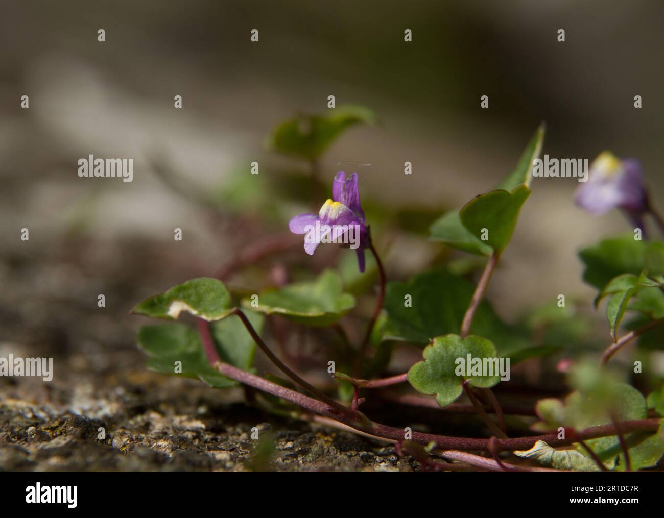 Closeup of the flower of Cymbalaria muralis, ivy-leaved toadflax Stock Photo