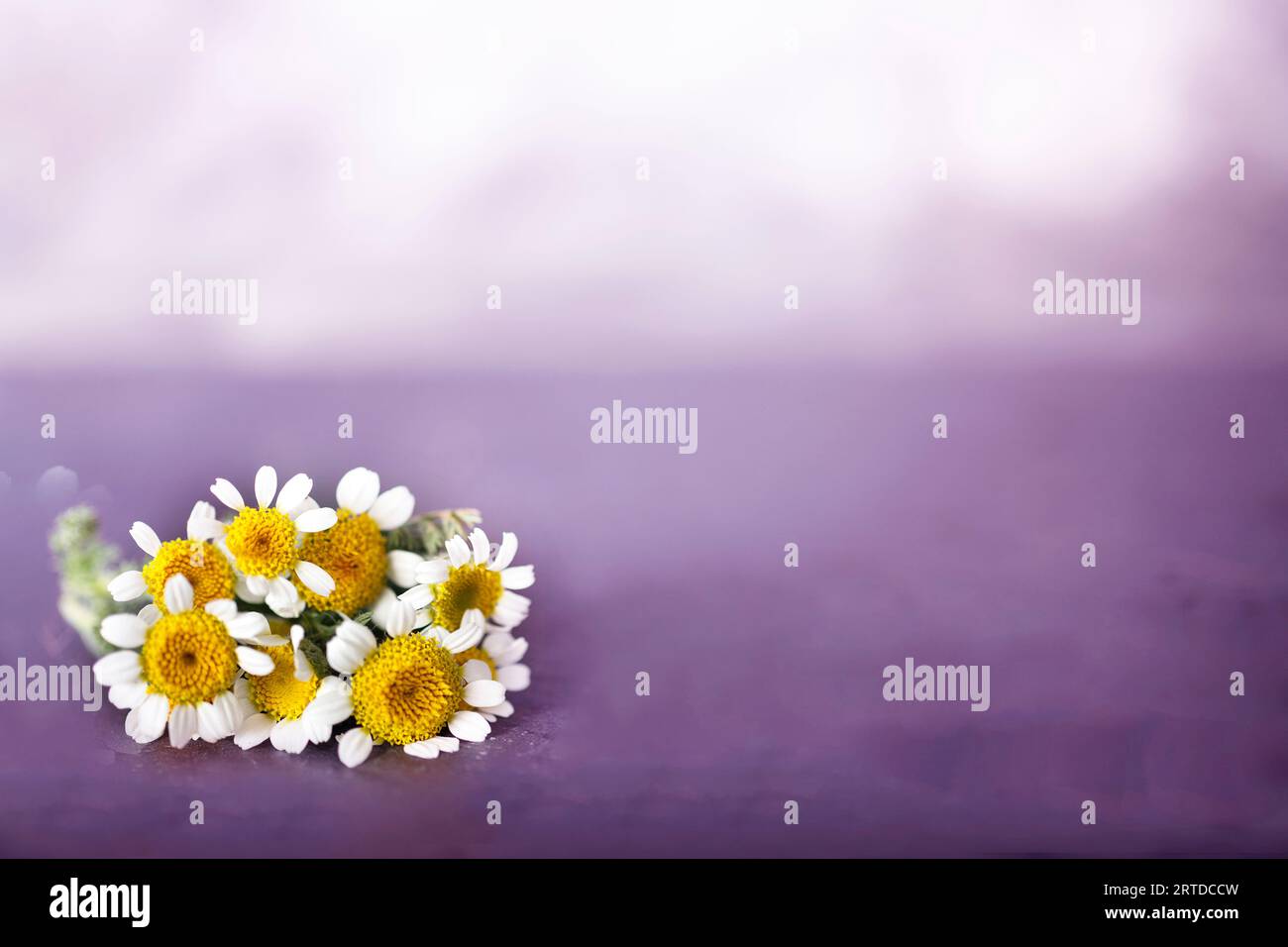Chamomile flower in front of  color background Stock Photo