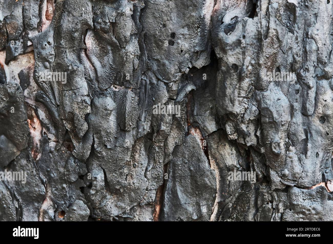 Burnt pine bark.Background of burnt tree trunk Stock Photo