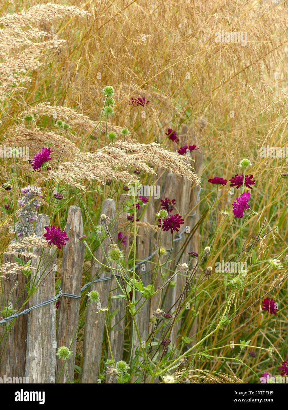 Rich variety of wild flowers hi-res stock photography and images - Alamy