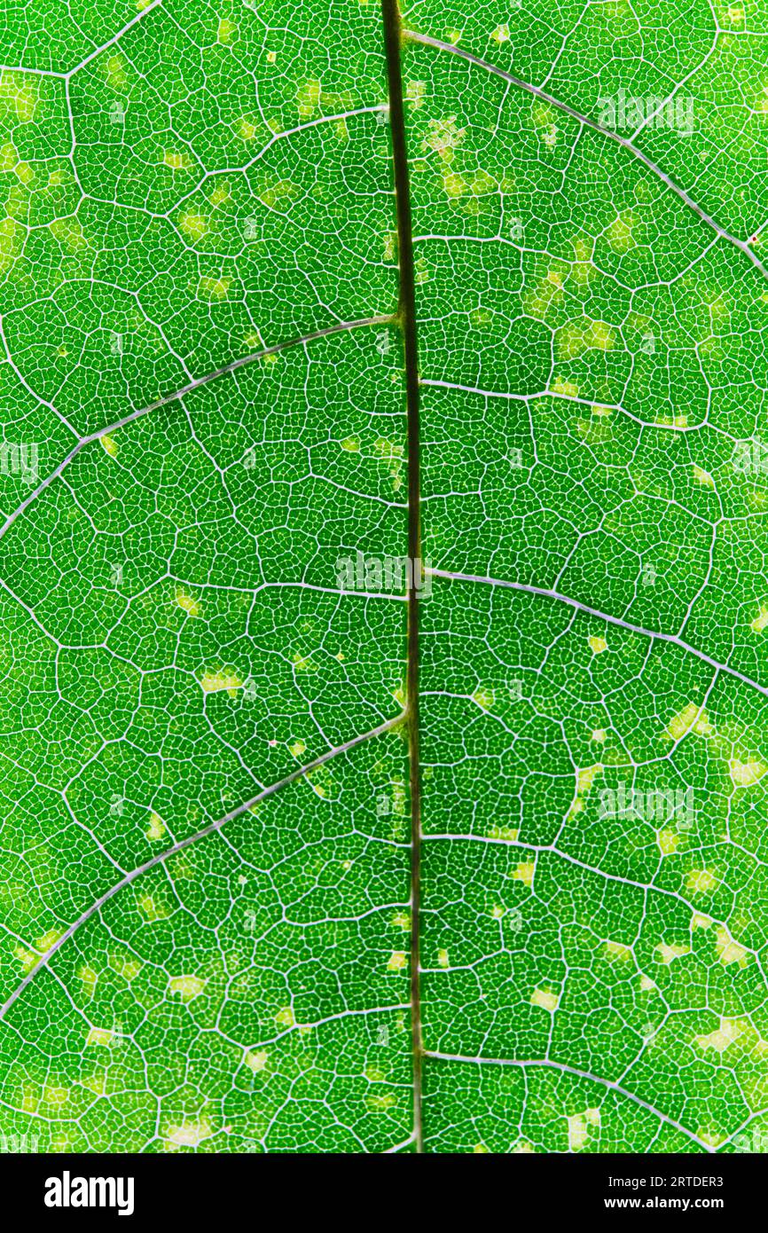 Macro background green leaf with texture Stock Photo