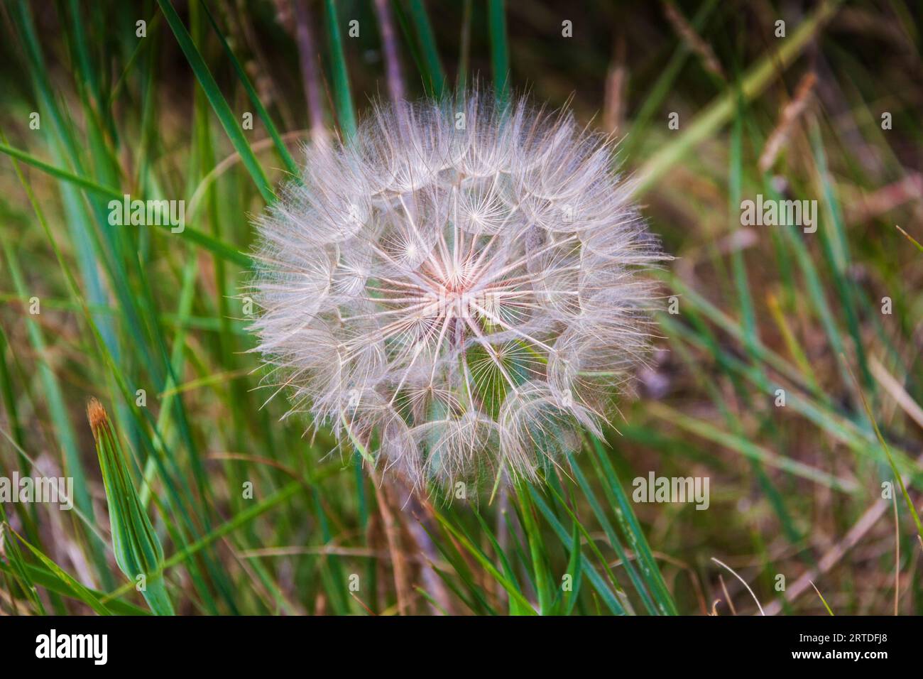 Wind blown seed head creates beautiful patterns in South Dakota meadow at Custer State Park. Probably a false dandelion species. Stock Photo