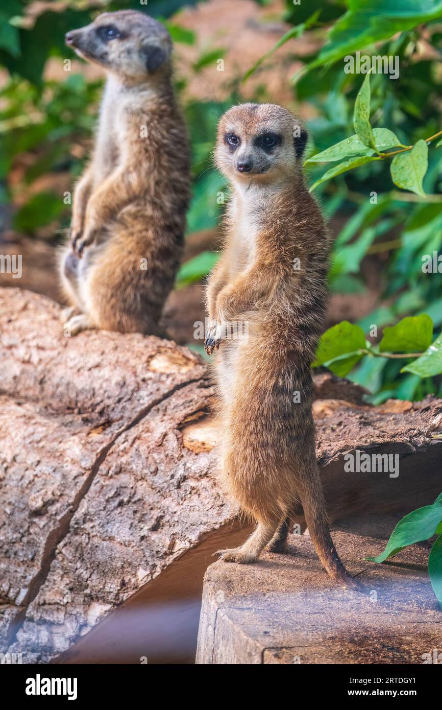 Meerkat standing on two legs hi-res stock photography and images - Alamy