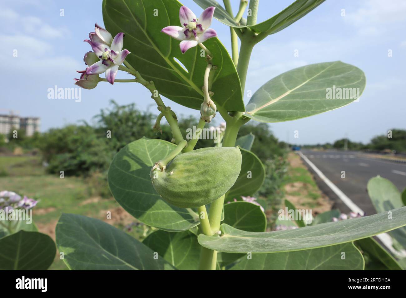 Giant calotropis Indian milkweed wildeflower also herabl or medicinal plant mainly growing on roadside and sacred in India. Aak or Akada plant also kn Stock Photo