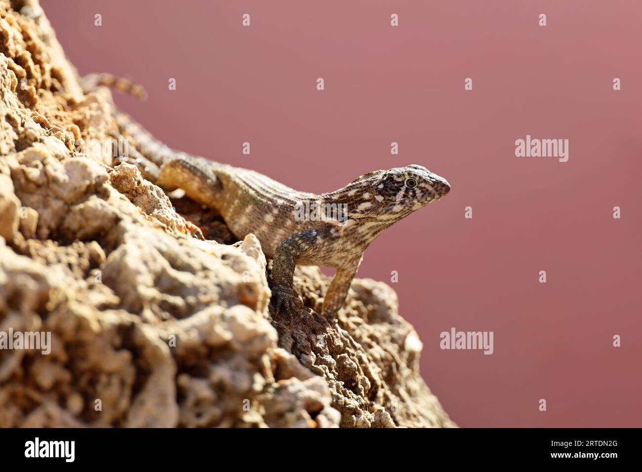 Portrait of Northern curly tail Lizard sitting on a stone. Iguana Leiocephalus carinatus on Cuba island Stock Photo