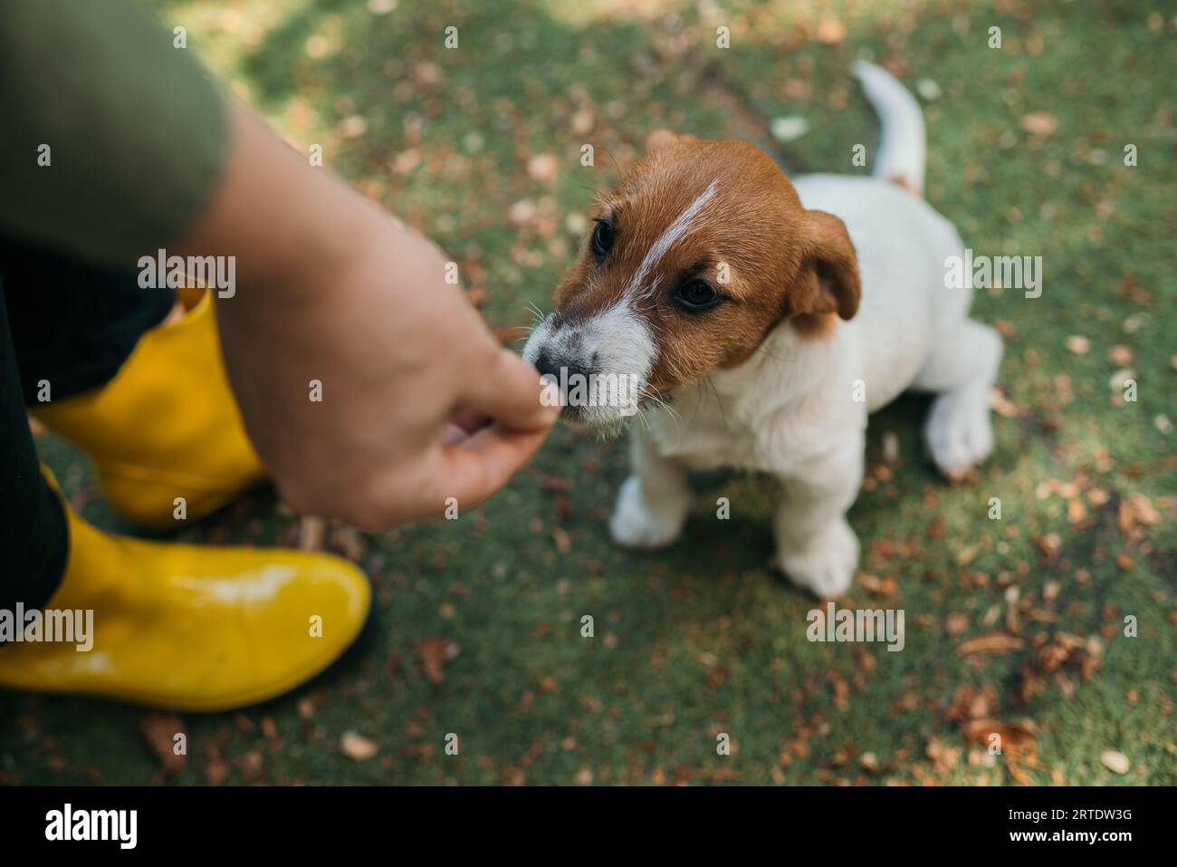 Cute little purebred Parson Jack Russell Terrier dog begging for food from his owner. Stock Photo