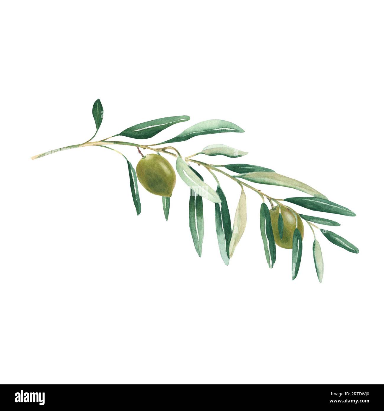 Olive branch with green olives isolated on white background. Watercolor ...
