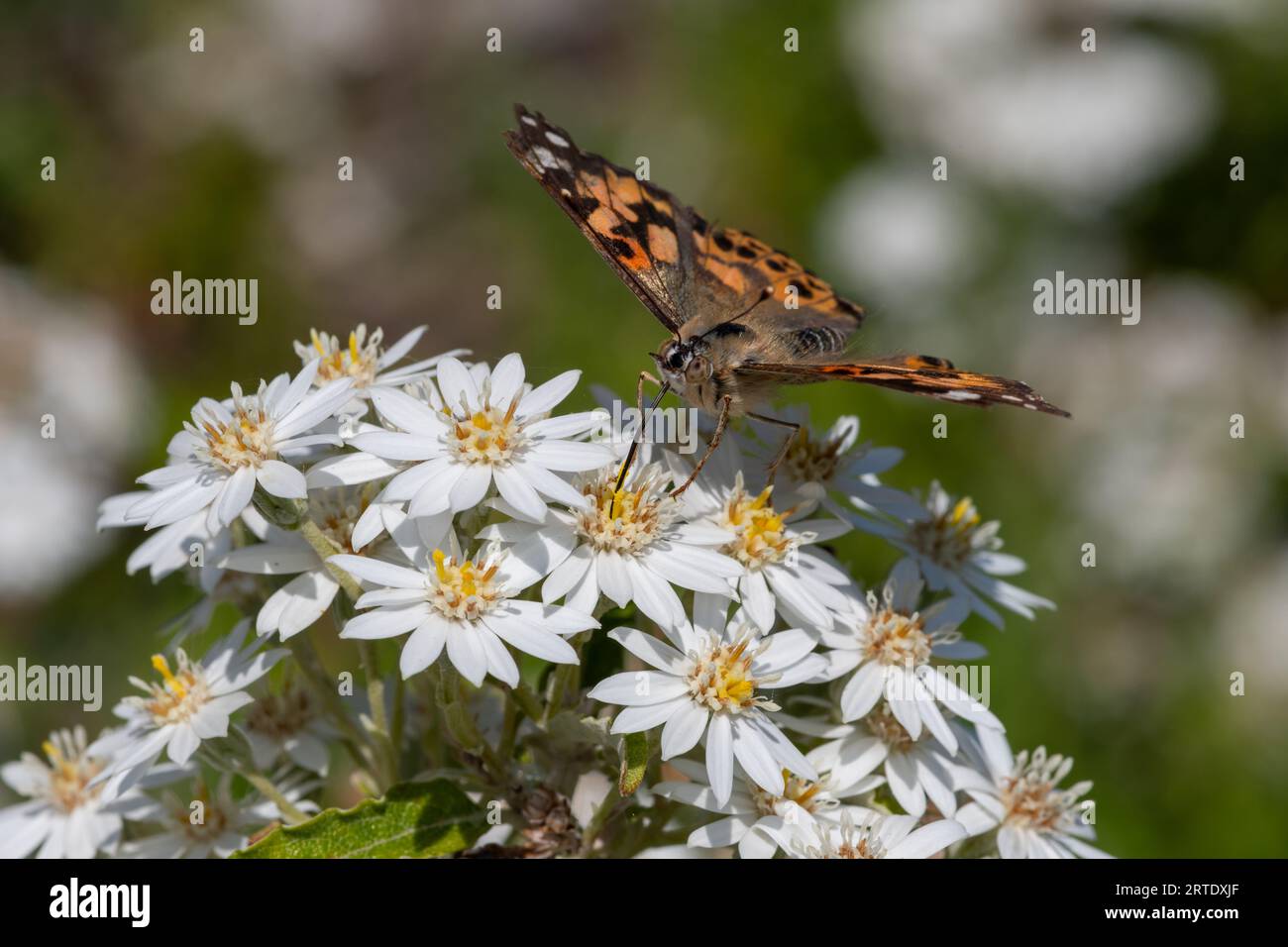 Close up of a painted lady (Vanessa cardini) butterfly on a snow daisy (olearia lirata) bush Stock Photo