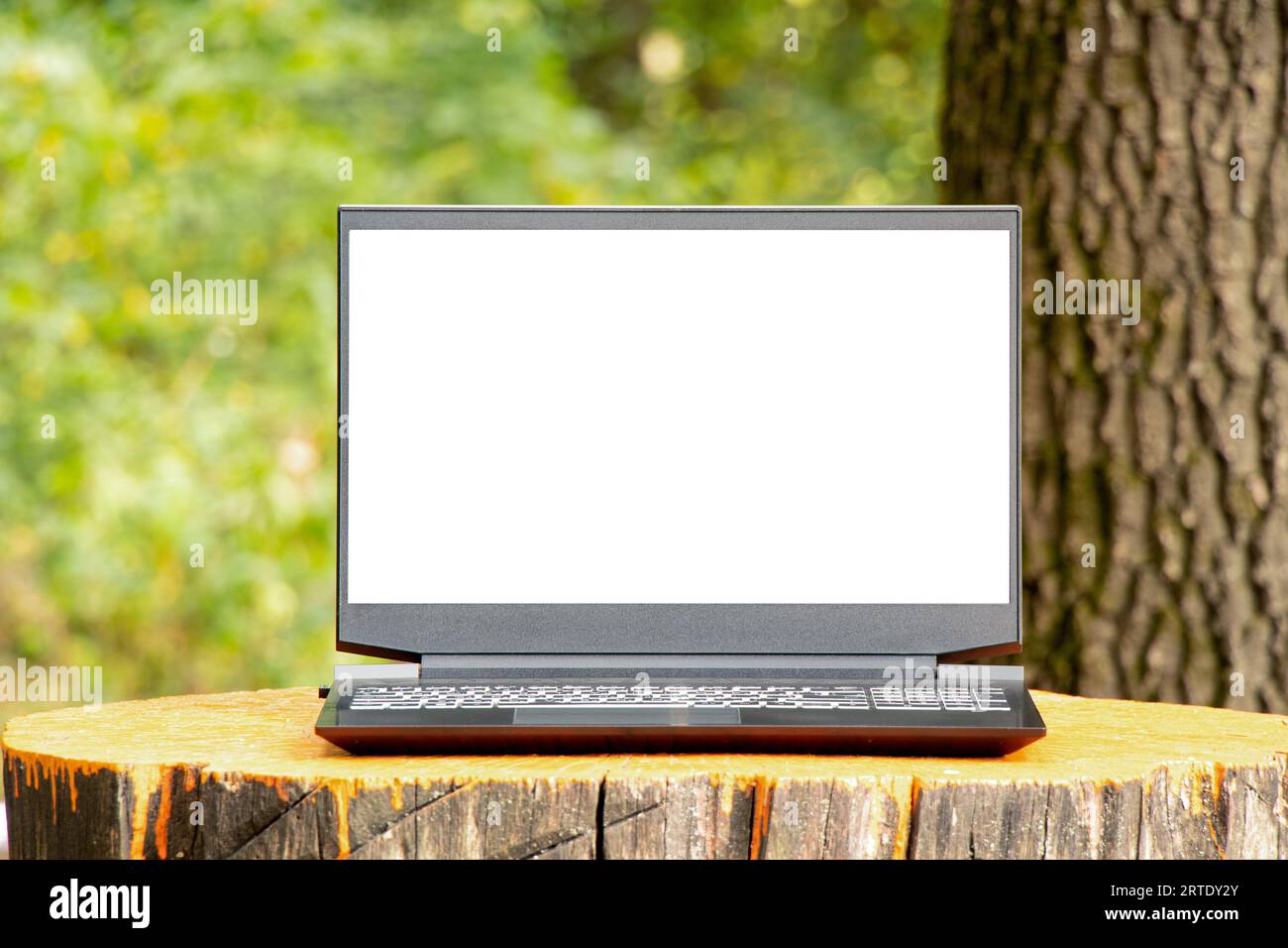A laptop with a white screen stands on a stump in a park in the summer sun in Ukraine, space for text on the laptop, laptop in nature, business and te Stock Photo