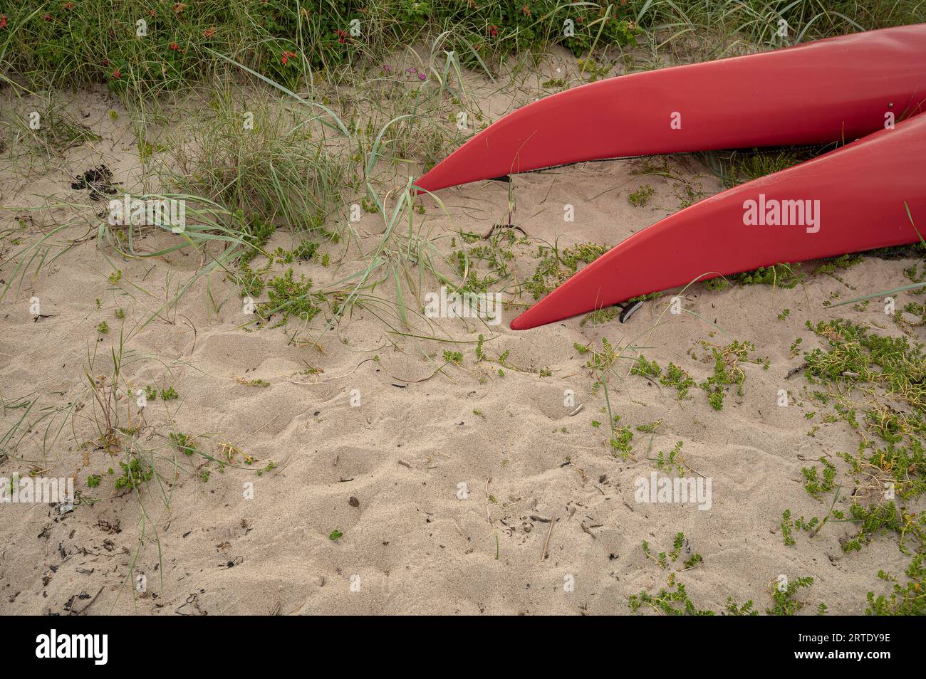 the bow of two red kyaks on a sandy shore with green plants Stock Photo