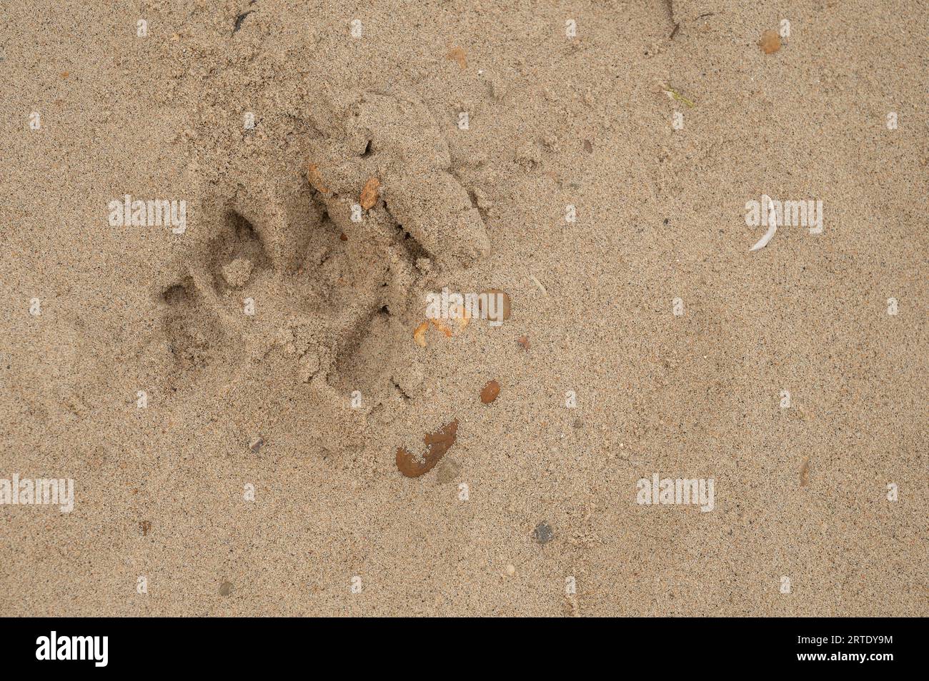 trace of a dog's paw pads and claws in the sand Stock Photo