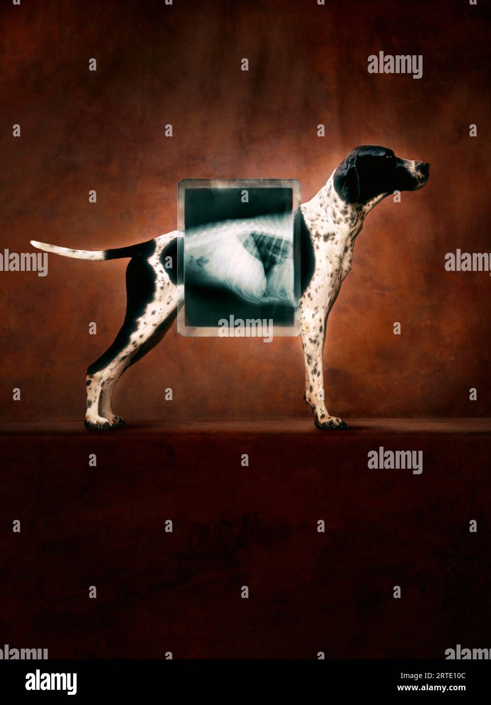 Dog Standing Behind X-ray Stock Photo - Alamy