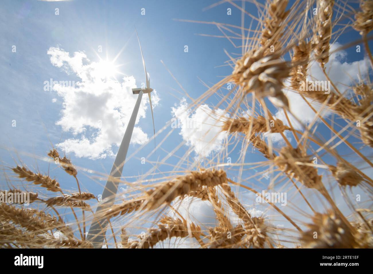 renewable energy electricity field corn wheat farm farmland summer sun