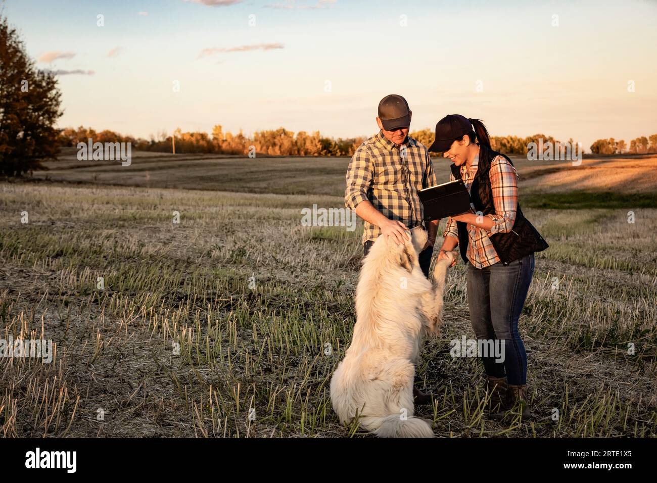 A farm couple standing in the fields at twilight using a portable wireless device to manage and monitor the yield during their fall, canola harvest... Stock Photo