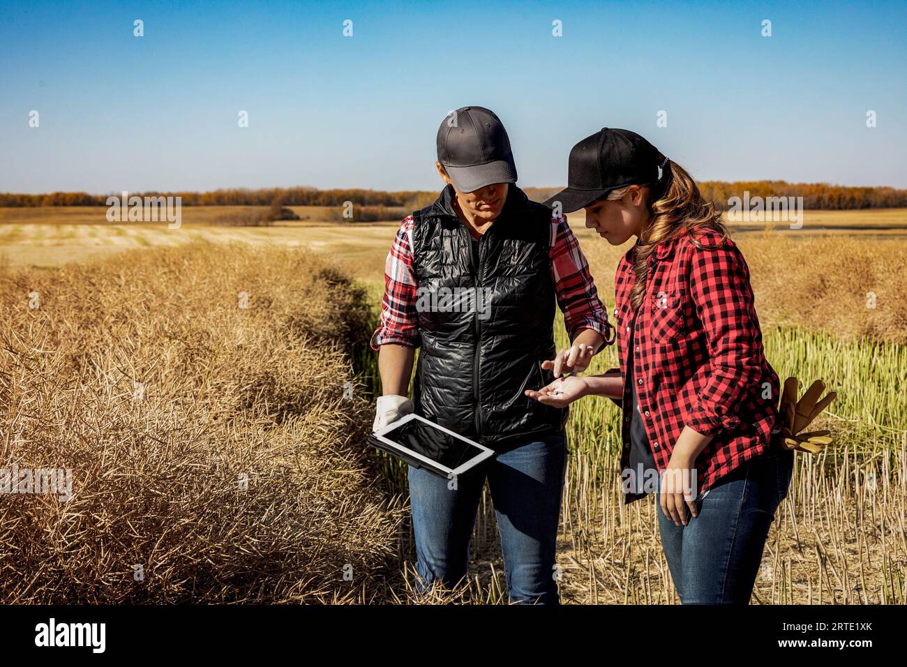 A woman farmer standing in the fields teaching her apprentice about modern farming techniques for canola crops using wireless technologies and agri... Stock Photo