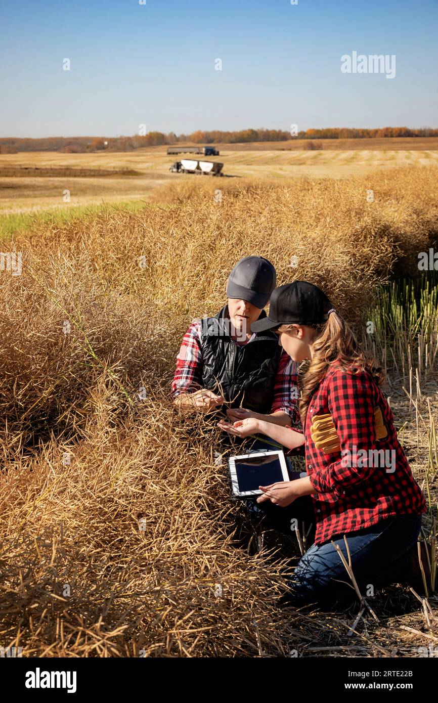 A woman farmer sitting in the fields teaching her apprentice about modern farming techniques for canola crops using wireless technologies and agric... Stock Photo