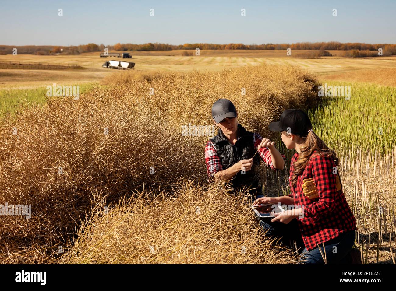A woman farmer sitting in the fields teaching her apprentice about modern farming techniques for canola crops using wireless technologies and agric... Stock Photo