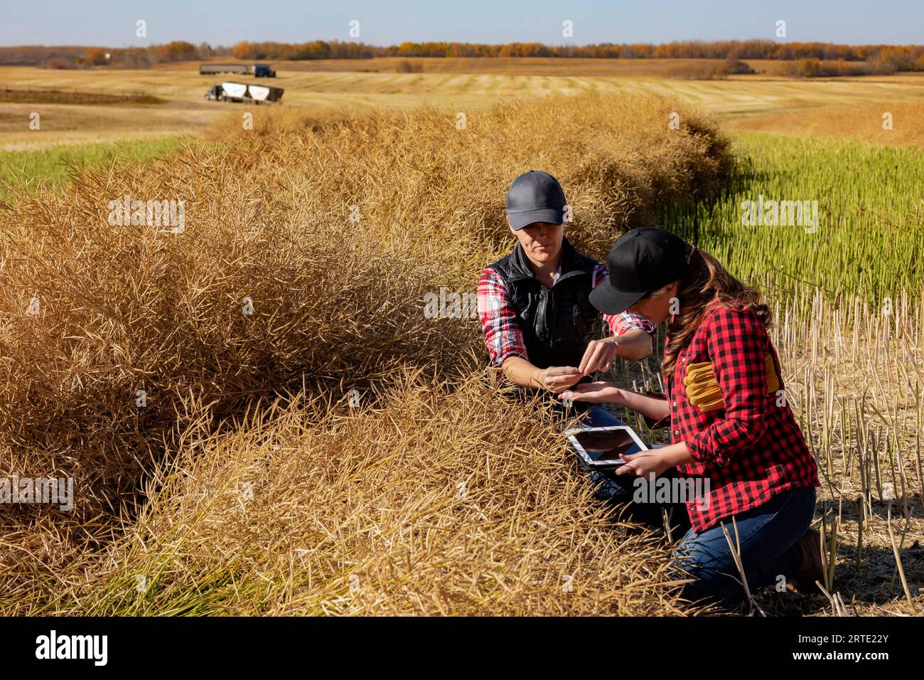 A woman farmer sitting in the fields teaching her apprentice about modern farming techniques for canola crops using wireless technologies and agric... Stock Photo