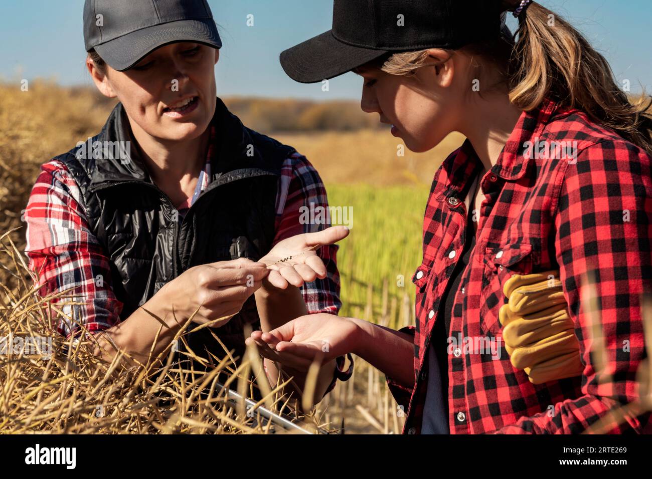 A woman farmer sitting in the fields teaching her apprentice about modern farming techniques for canola crops using wireless technologies and agric... Stock Photo