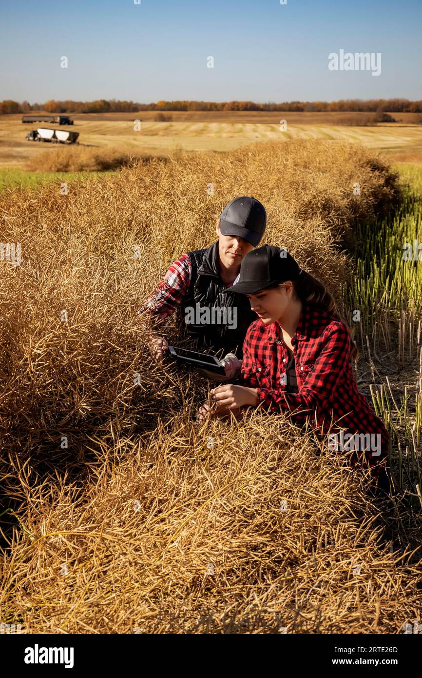 A woman farmer sitting in the fields teaching her apprentice about modern farming techniques for canola crops using wireless technologies and agric... Stock Photo