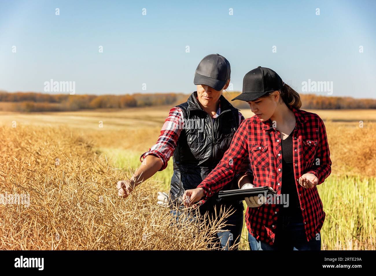 A woman farmer standing in the fields teaching her apprentice about modern farming techniques for canola crops using wireless technologies and agri... Stock Photo