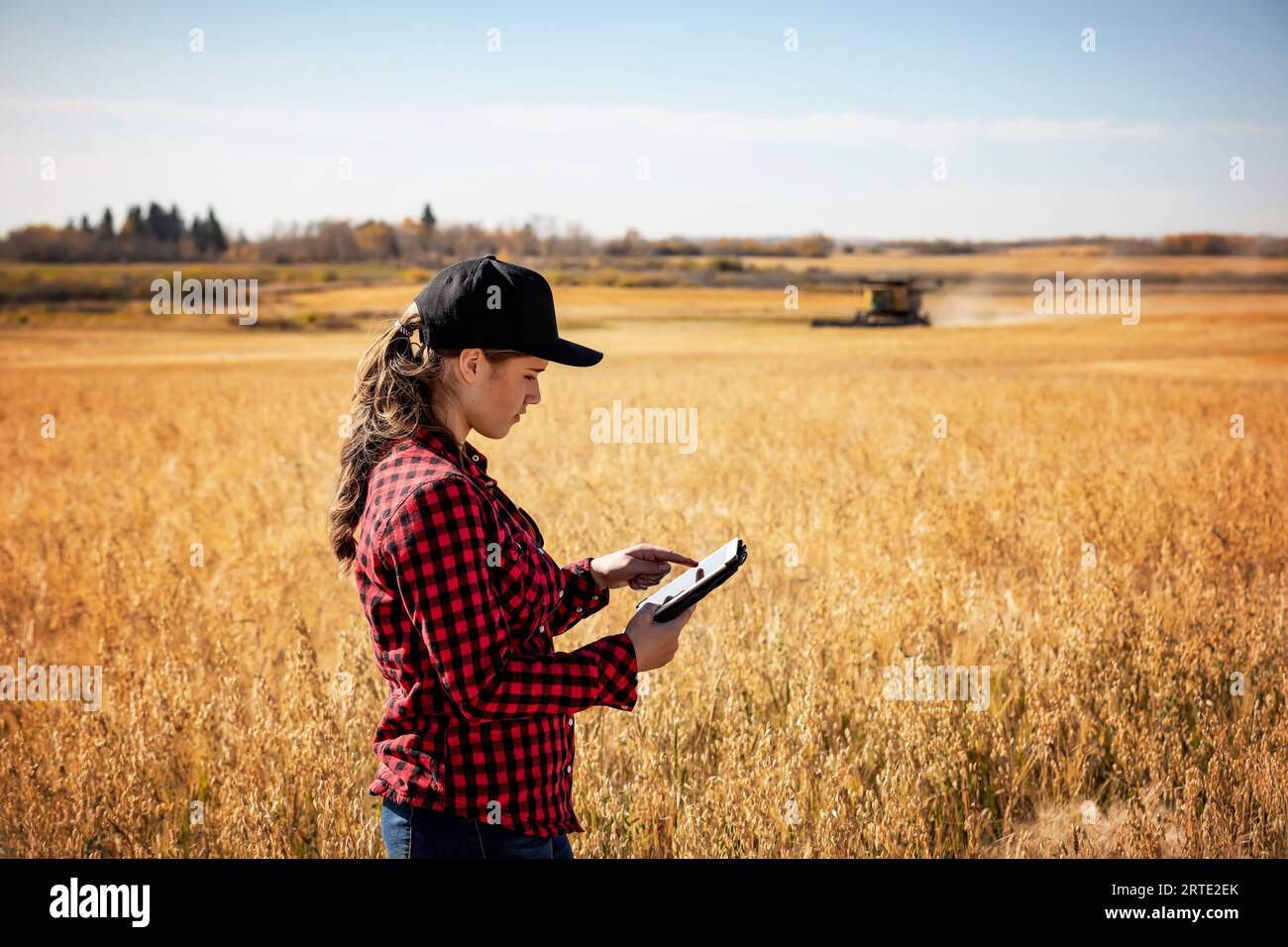 A young farm woman standing in a grain field at harvest time, using advanced agricultural software technologies on a pad, while a combine works in ... Stock Photo