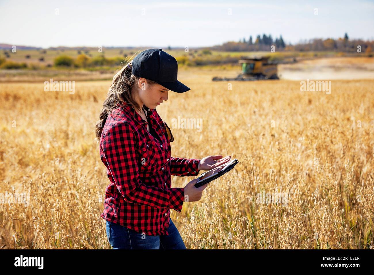 A young farm woman standing in a field at harvest time inspecting the grain, using advanced agricultural software technologies on a pad, while a co... Stock Photo