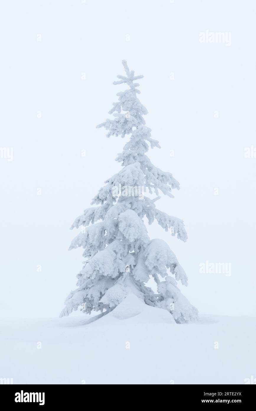 Snowy spruce tree hi-res stock photography and images - Alamy