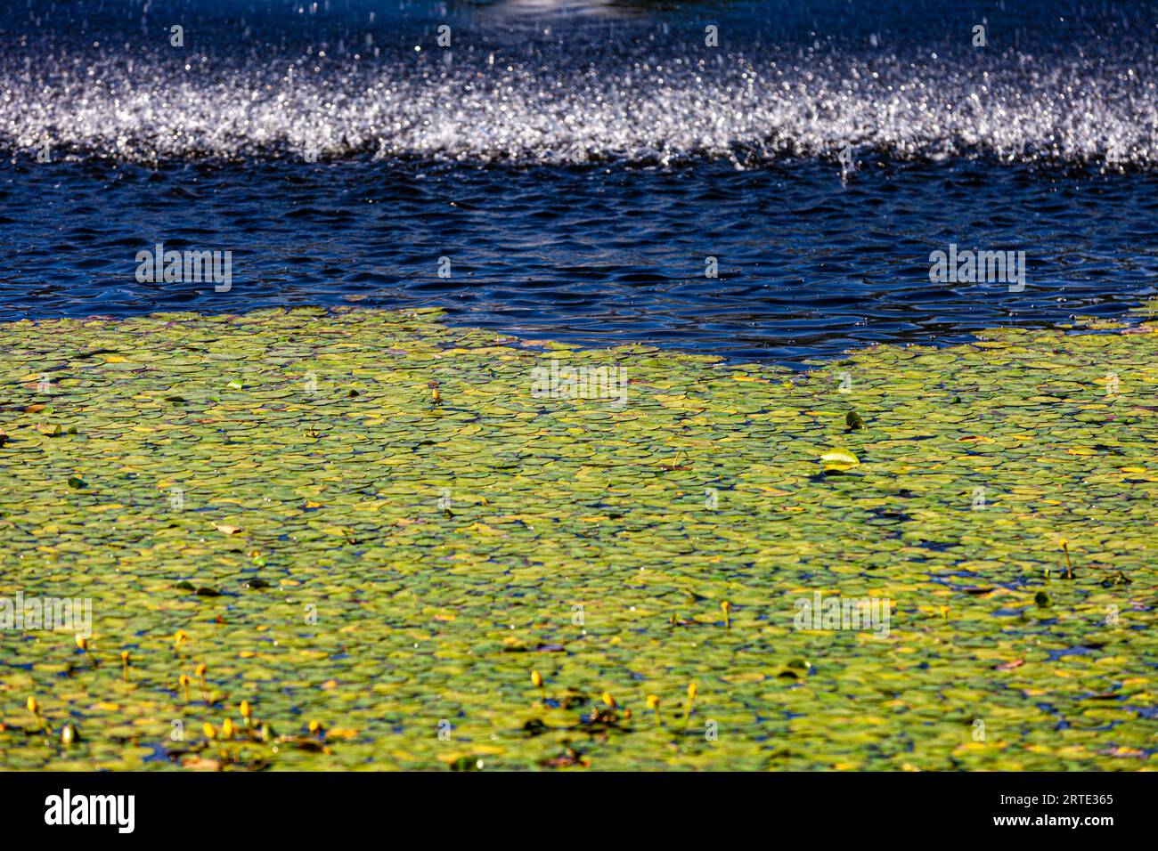 Abstract pond image with lilies and a water spray in VanDusen Gardens Vancouver british Columbia Canada Stock Photo