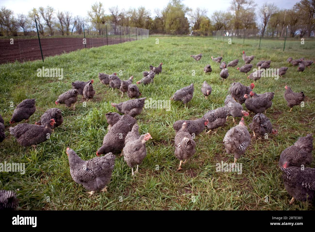 Free range chickens in enclosure hi-res stock photography and images ...