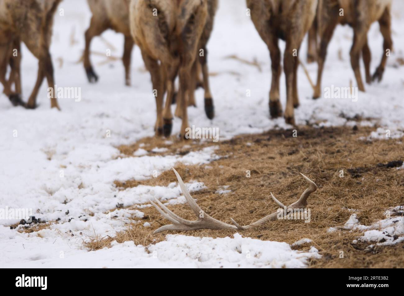 View of Elk (Cervus canadensis) legs walking in snow, with shed antlers lying on the ground in the foreground Stock Photo